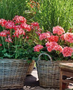 2024_Geraniums_4000_Exotic_Garden_Getaway_08