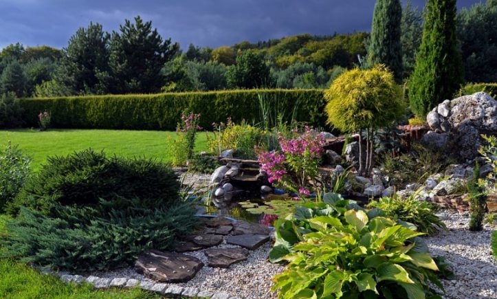 Plantica oczko wodne