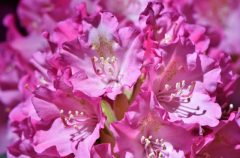flowers-3547382_1280