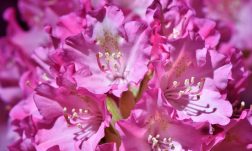 flowers-3547382_1280