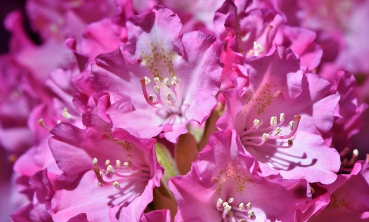 flowers-3547382_1280