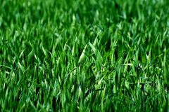 meadow-3375052_1280