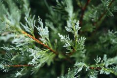 green-2831485_1280