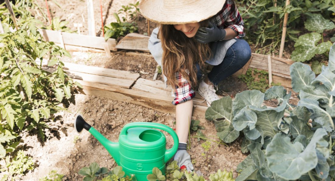 overhead-view-smiling-female-holding-grown-fresh-strawberry-plant-garden